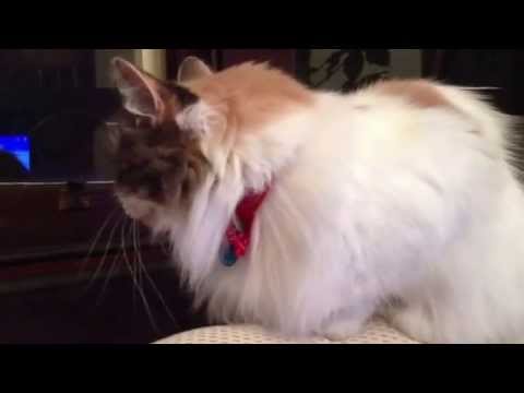 YouTube video preview