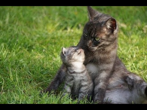 Carry their kittens the same way that we carry our babies | So they carry