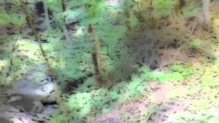 AN GABHAR BAN / THE RECRUITING SERGEANT