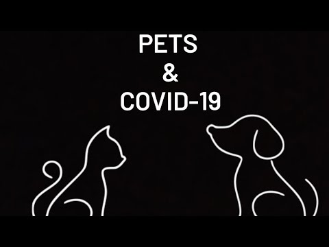 ✨✨How to take care of Pets in Covid-19✨✨  #Pandemic #Covid-19 #Pets #cat #dog