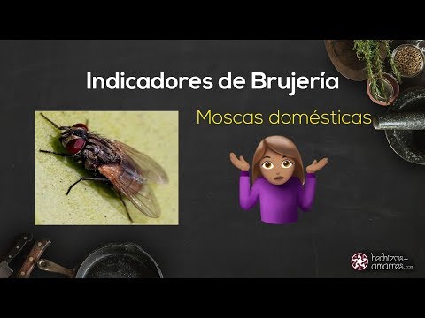 download lagu mp3 mp4 Brujeria Moscas, download lagu Brujeria Moscas gratis, unduh video klip Brujeria Moscas