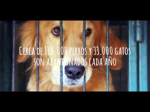 PERSONAS Y MASCOTAS  Una relación  digna de estudio HD