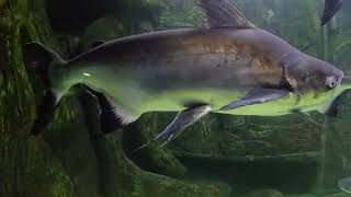 八号离开房车第七天，走进武汉东湖海洋世界去欣赏海洋生物