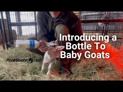 Goat Forums Bottle Feeding Schedule