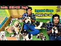 Shih-tzu Puppies | Shihtzu Dogs For Sales | 4k | Toy Breed Dogs | Dog Lovers | low budget #shihtzu