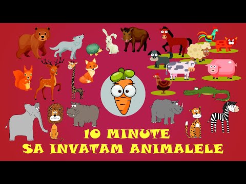 Sa invatam cu Morcovel Animalele (de la Ferma, din Padure, din Savana, Marine)