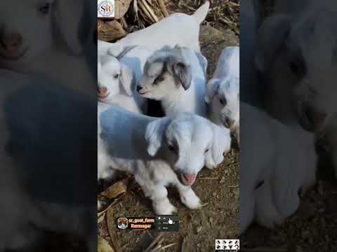 cute🥺 Bakri ke Bacche🐐❤️@srgoatfarmramnagar #viralshorts #shorts #babygoats #khoobsuratbacche#sr