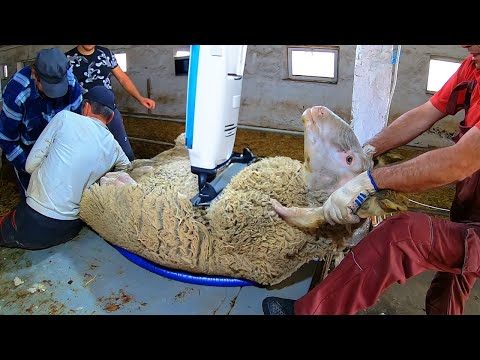 AMAZING Modern Sheep Farming - Fastest Technology