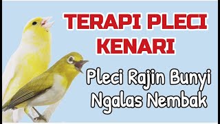 Download lagu Terapi Pleci Kenari ‼️ Gunakan Ini agar pleci Rajin Bunyi dan Mempunyai Isian Kenari✅ mp3