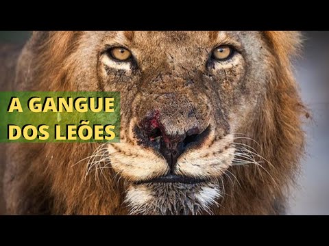 MAPOGOS - OS LEÕES REIS DAS SAVANAS! UMA GANGUE DE IRMÃO QUE CAUSOU TERROR POR MUITO TEMPO!