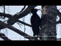 Black Woodpecker Дятел желна Dryocopus martius 