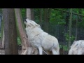 Beautiful Arctic Wolf Howling Arktischer Wolf Heult Vienna Zoo Schönbrunn Wien