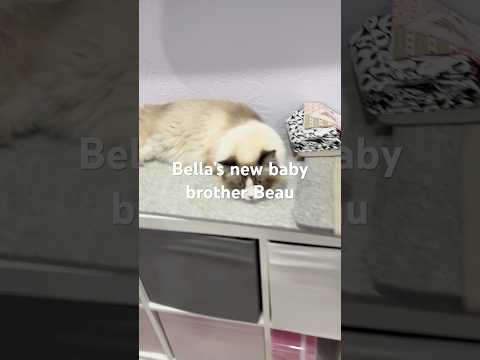 Isabella has a new friend #cat #kitten #ragdollcat