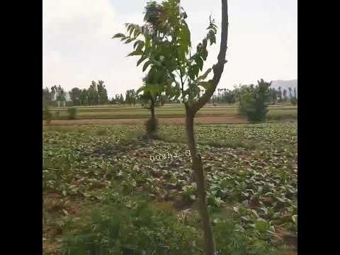 Noshi G# Urdu hindi Poetry# Voot