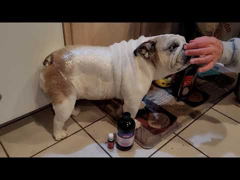 Castor oil pack for dogs