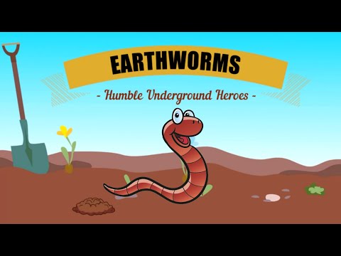 Earthworms: Underground Heroes | Why are Earthworms Important? |The Wonderful World of Invertebrates