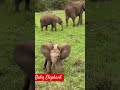 Baby Elephant Short Video Elephant Babyelephants Wildanimals