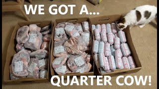 WE GOT A QUARTER COW...EVERYTHING YOU WANT TO KNOW!