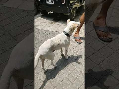 Ress, (Reshu), the police station Dog is Pune, has been released back...