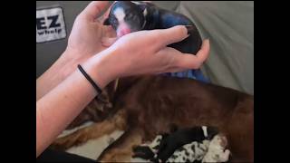 Video preview image #1 Border-Aussie Puppy For Sale in BLUE RIVER, WI, USA