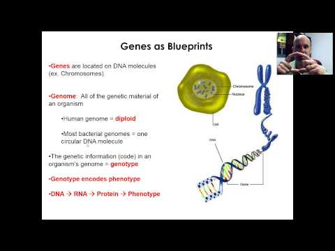 BIO 220 - CHAP 8 - VID 1 - INTRO TO GENETICS AND GENES - PART 1