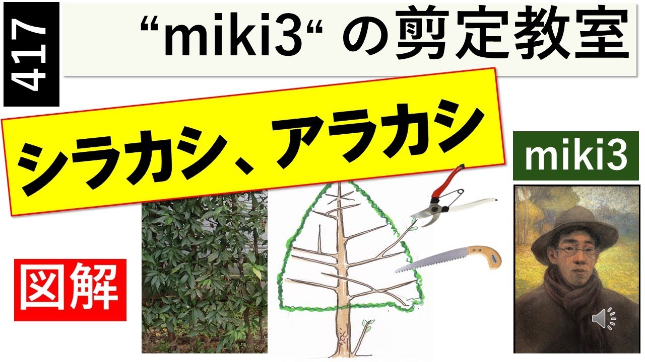 417 シラカシ・アラカシの剪定 miki3