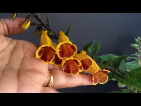 Titanotrichum oldhamii. ( Rhizomatous species Gesneriad from Taiwan )