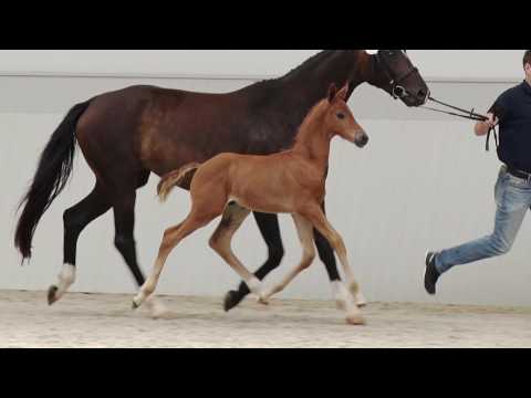 Hengstfohlen vom Morricone - zum Verkauf