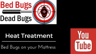 Bed Bugs on your Mattress