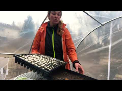 Sådder i april 10 aprilsådder jag sår i odlingstunnel eller växthus