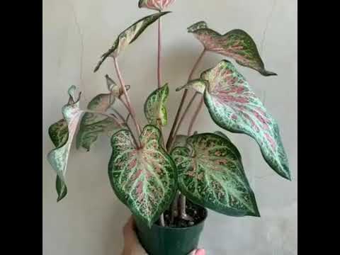 Senhor Vem Selar - Nos 🙏