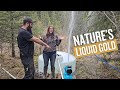 Striking Alaskan Liquid Gold | Starting Our Summer Garden