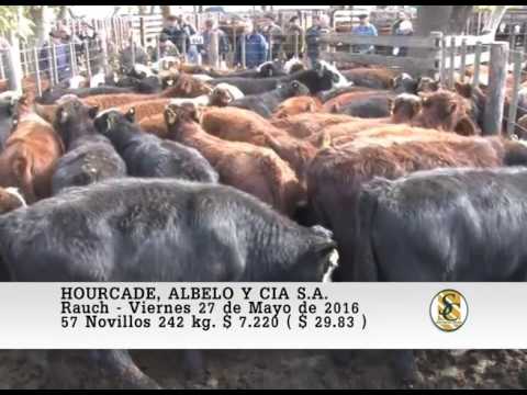 27-05-16 Venta de Machos - Hourcade, Albelo y Cia S.A. - Rauch.