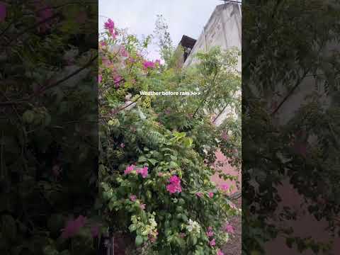 Rainy weather✨🐚  #rain #weather  #baarish  #flowers  #nature #naturephotography  #shotoniphone