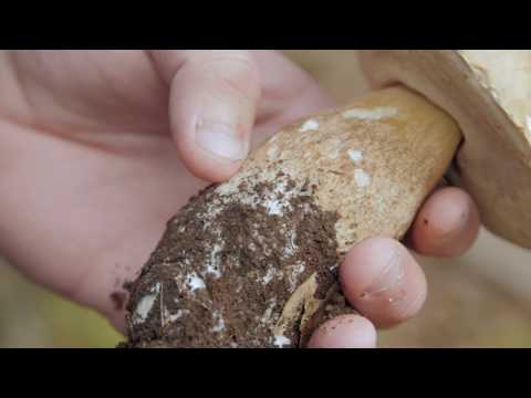 download lagu mp3 mp4 Mushrooms Cape Town, download lagu Mushrooms Cape Town gratis, unduh video klip Mushrooms Cape Town