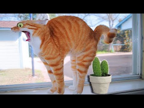 Try Not To Laugh ???? Funniest Cats and Dogs 2024 ???????? Part 16