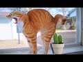 Try Not To Laugh 😄 Funniest Cats and Dogs 2024 😹🐶 Part 16