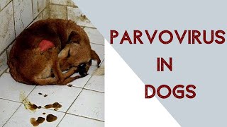 Parvo virus in dogs