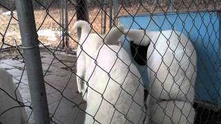 preview picture of video 'All Barking Brook white dogs stuffed in one kennel'