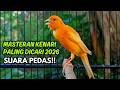 MASTERAN KENARI GACOR NGEROL PANJANG COCOK UNTUK PANCINGAN Kenari Paud AGAR Cepat GACOR