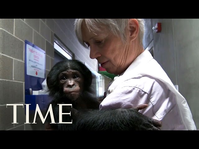 Vidéo Prononciation de bonobo en Anglais