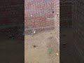 Construction Movie Fanny Comedy Home Shortvideo