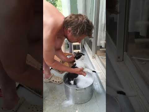 Giving the cats a flea dip