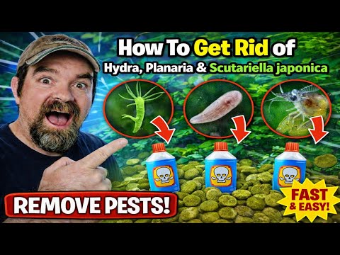 How To Get Rid of Hydra, Planaria & Scutariella Japonica