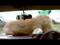 Lioness Jumps On Safari Vehicle Bonnet