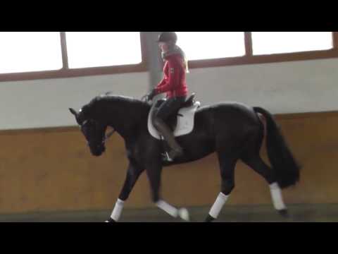 Fürstenball Wallach 2012