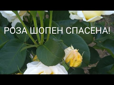 Где Можно Купить Розу Шопен В Омске