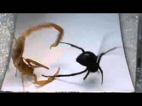 KARMA.mk - Жестока борба помеѓу црна вдовица и шкорпија која влева страв