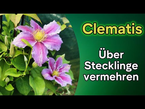 Clematis über Stecklinge vermehren und Ergebnis