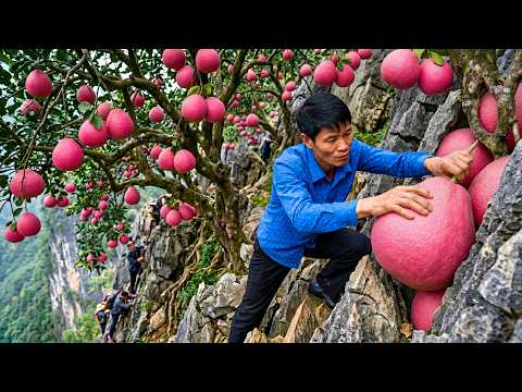 Harvesting 1000KG Of Pink Pomelos From The Cliffside And Goes To The Local Market For Sale